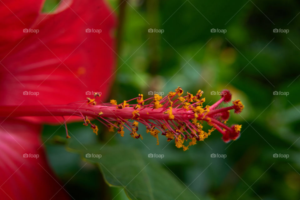 Hibiscus