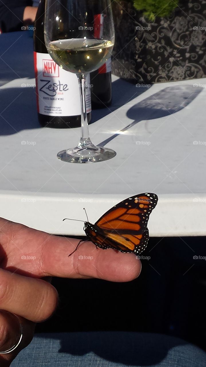 butterfly. wine