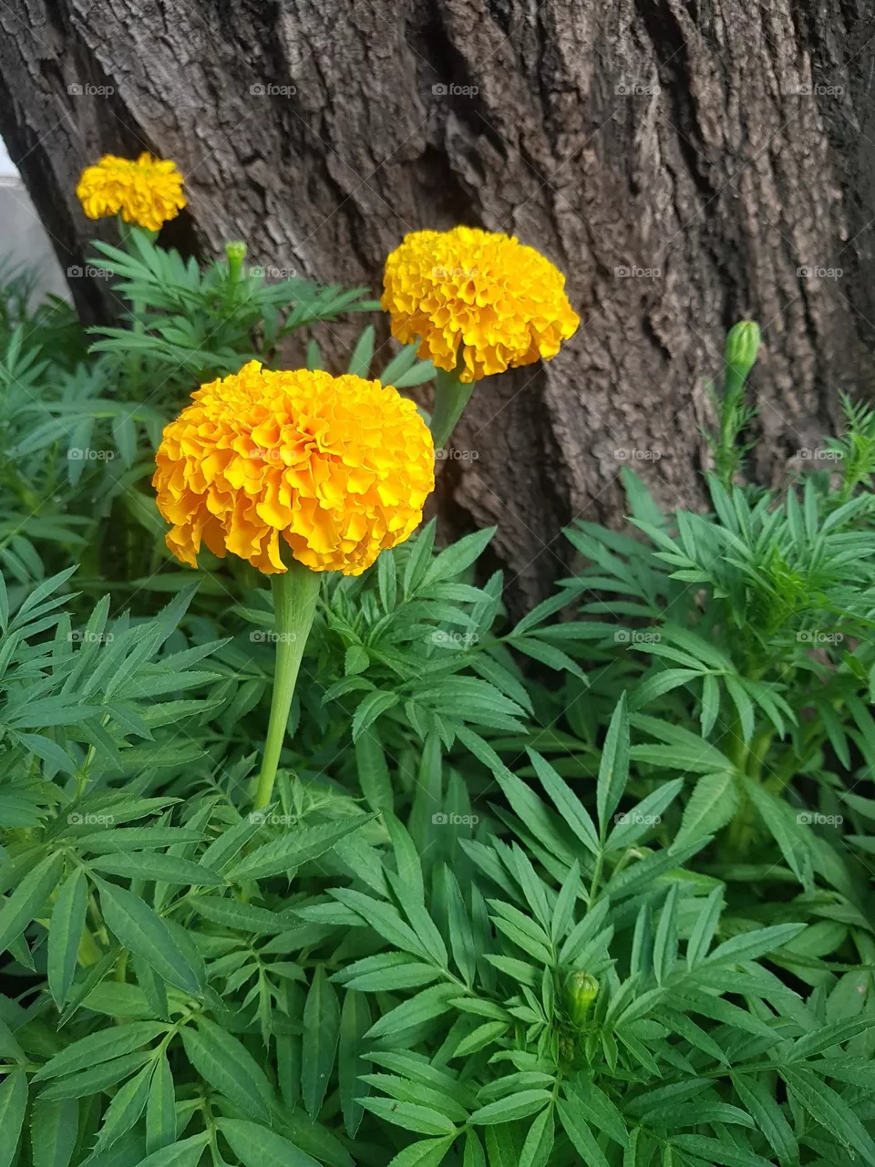 marigolds in the garden