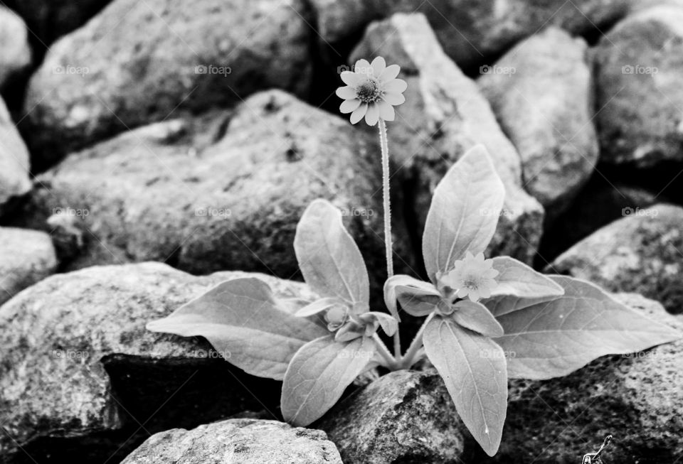 white and black aspilia in  stones