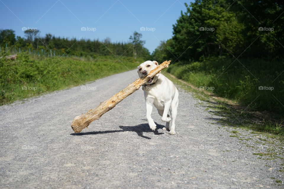 Ambitious hound