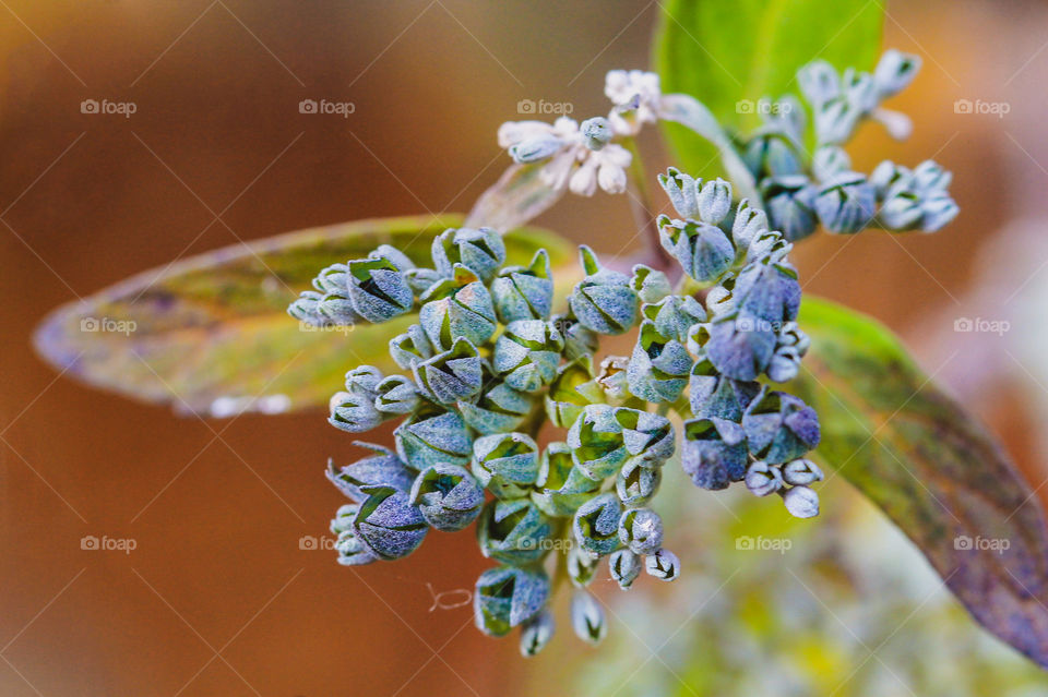 A fall macro shot of a bunch of tiny dried blue flowers against green  leaves dappled with orange & yellow & a brown background. Beautiful hues & intensities of all the muted colours provide a subtle & interesting colour scheme. 