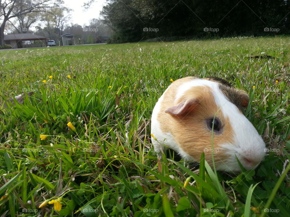Radagast - Guinea Pig