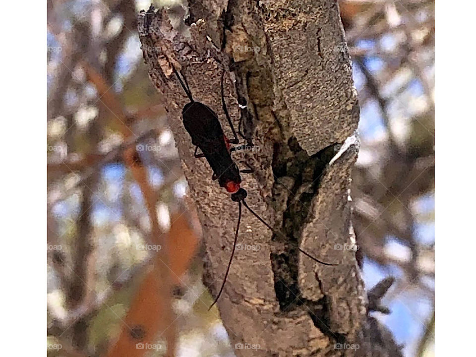 Braconid Wasp