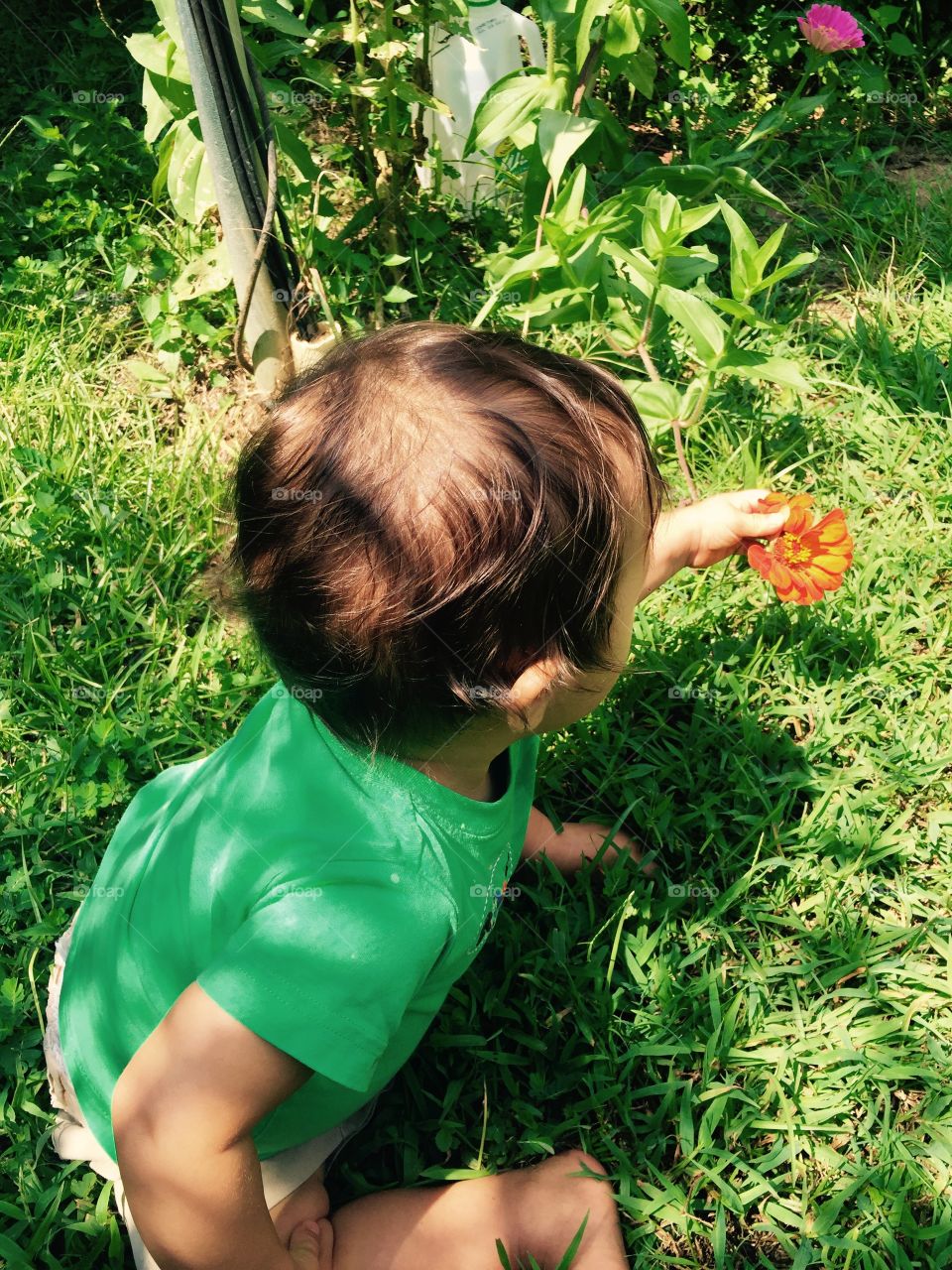 Baby boy outdoors in the grass seeing his first flower that was orange and touching with his hand. 