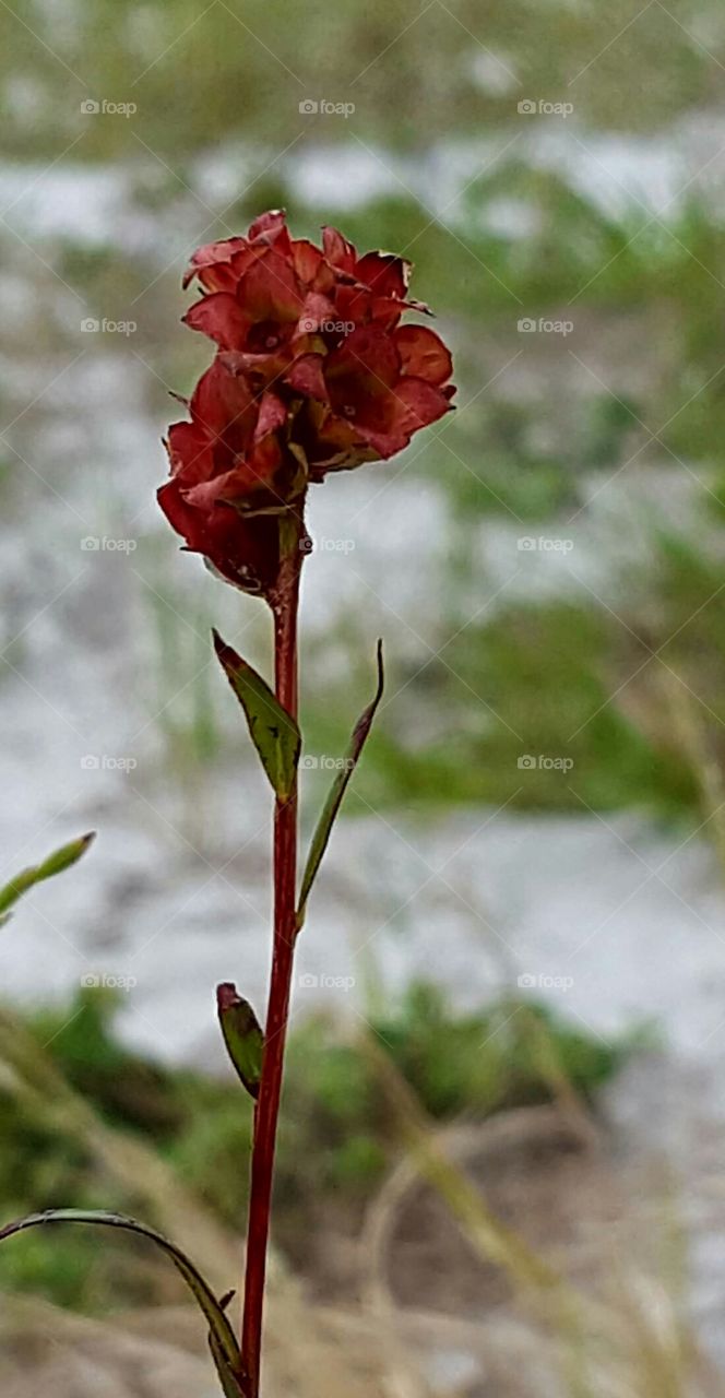 Nature, Flower, No Person, Flora, Leaf