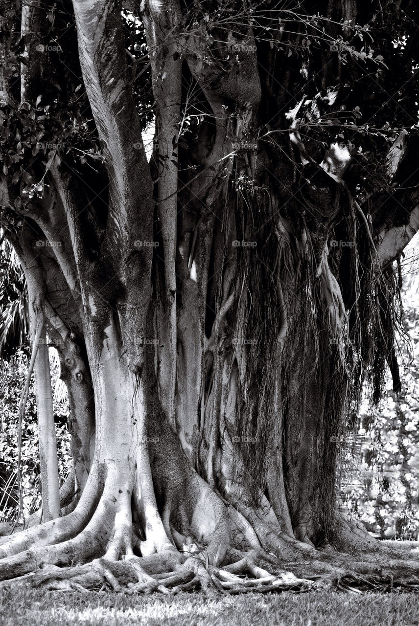 Banyan tree