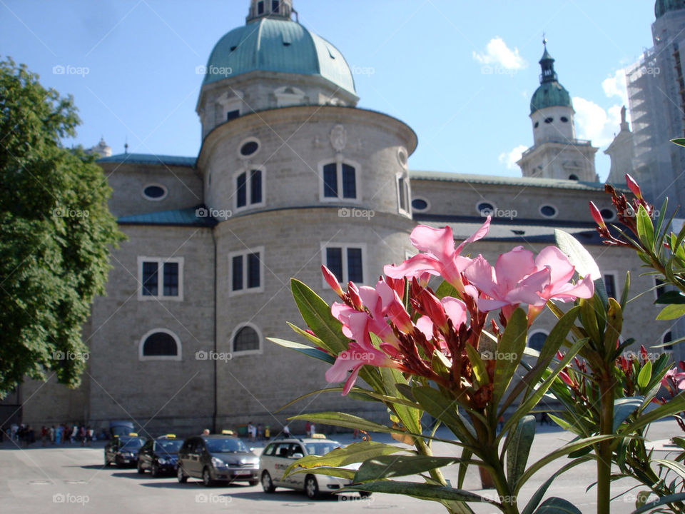 flowers pink vacation austria by vegatron