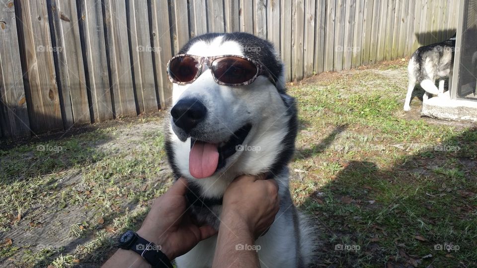 cool pup