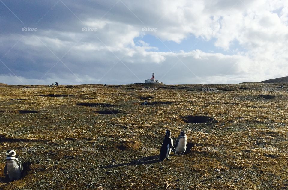 Magdalena Island, Punta Arenas, Chile