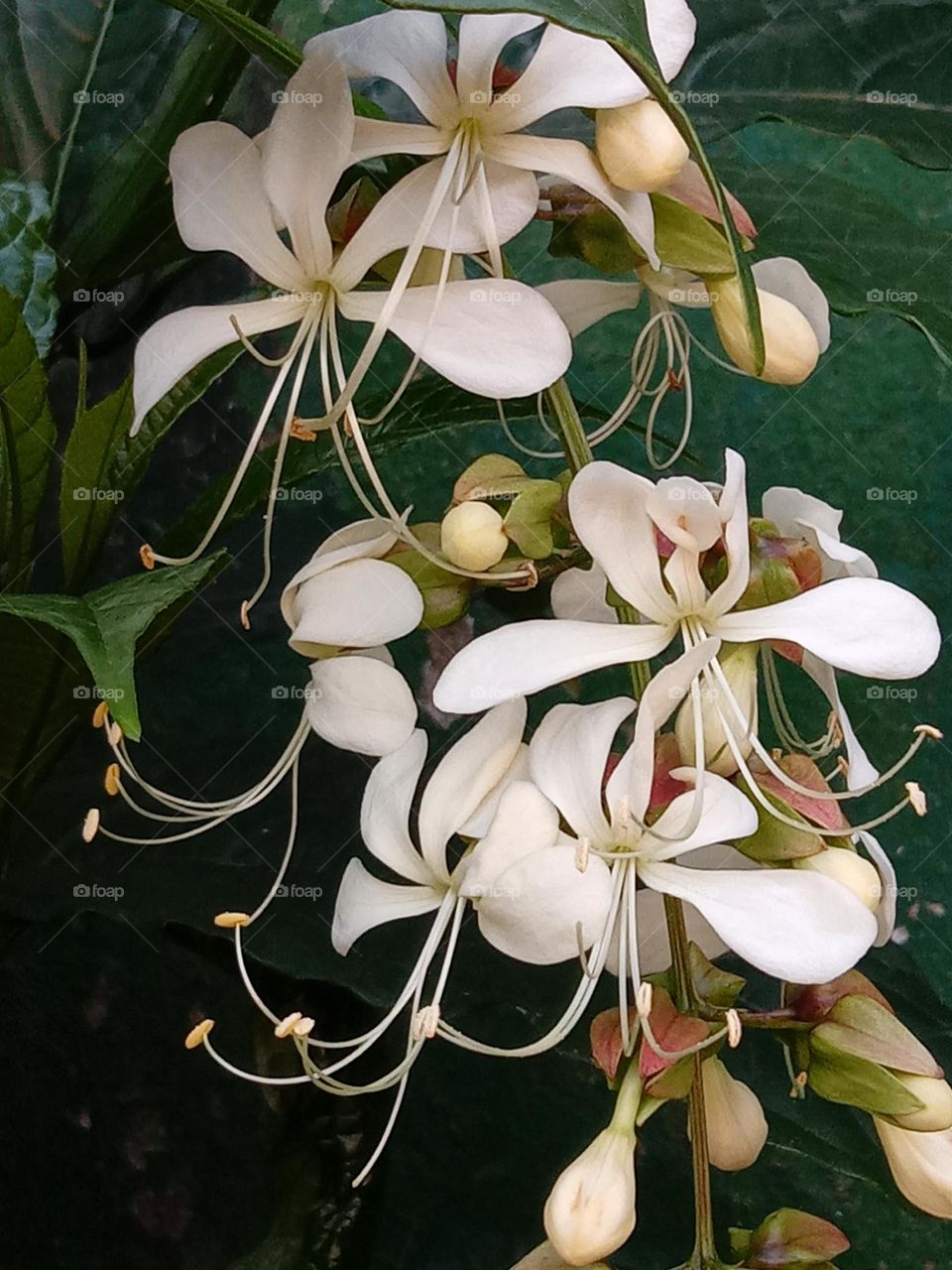 finding new flowers in the garden