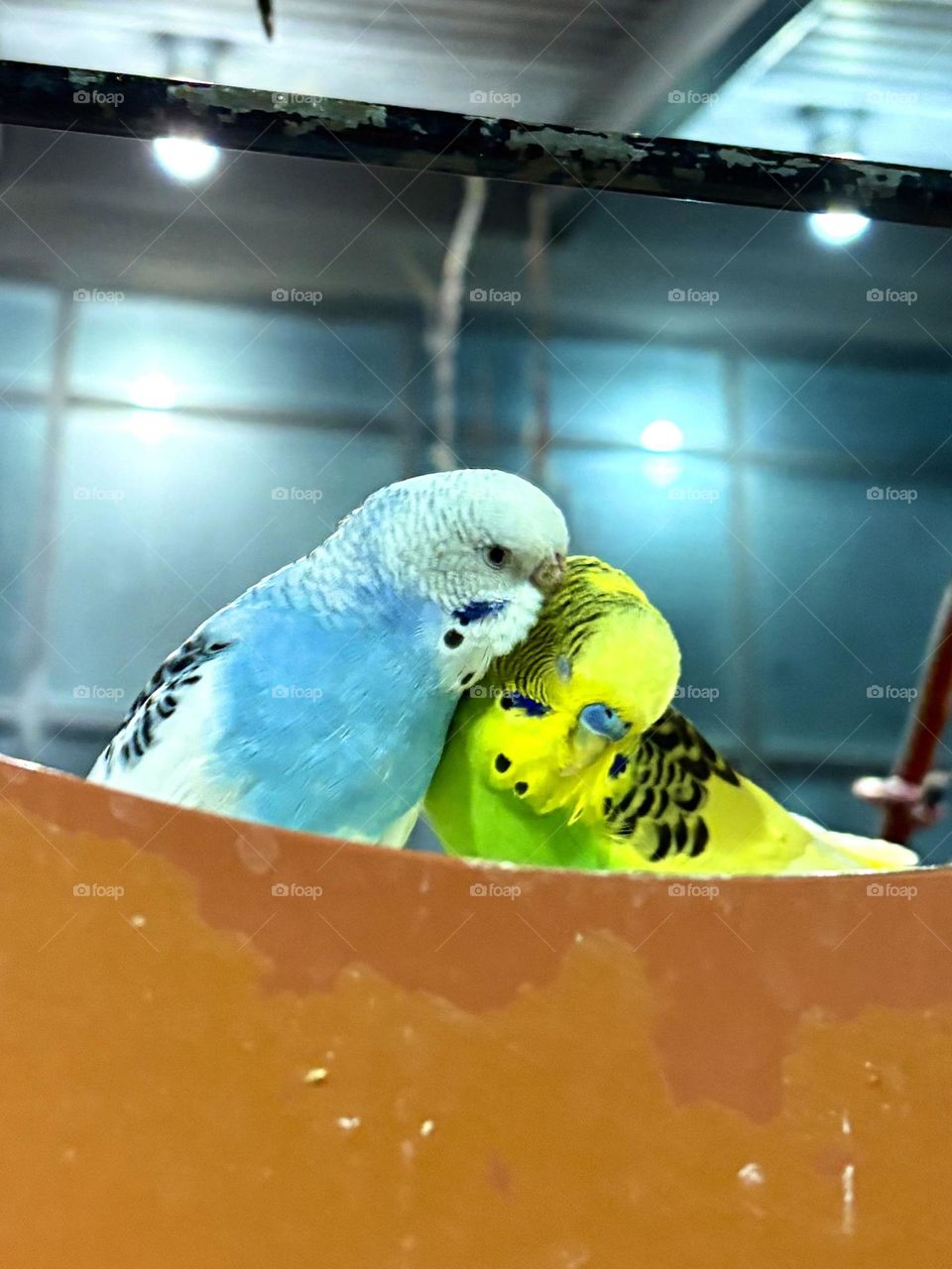 “Colorful cuddles”.  Two cute birds share some snuggles. 