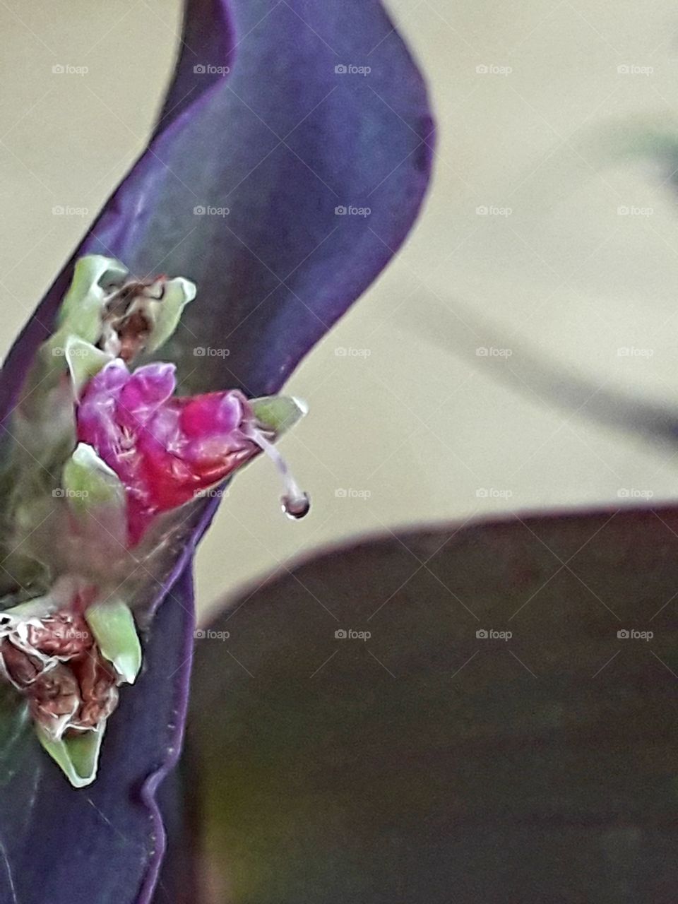 close-up of  budding pink flower  of purple threefold