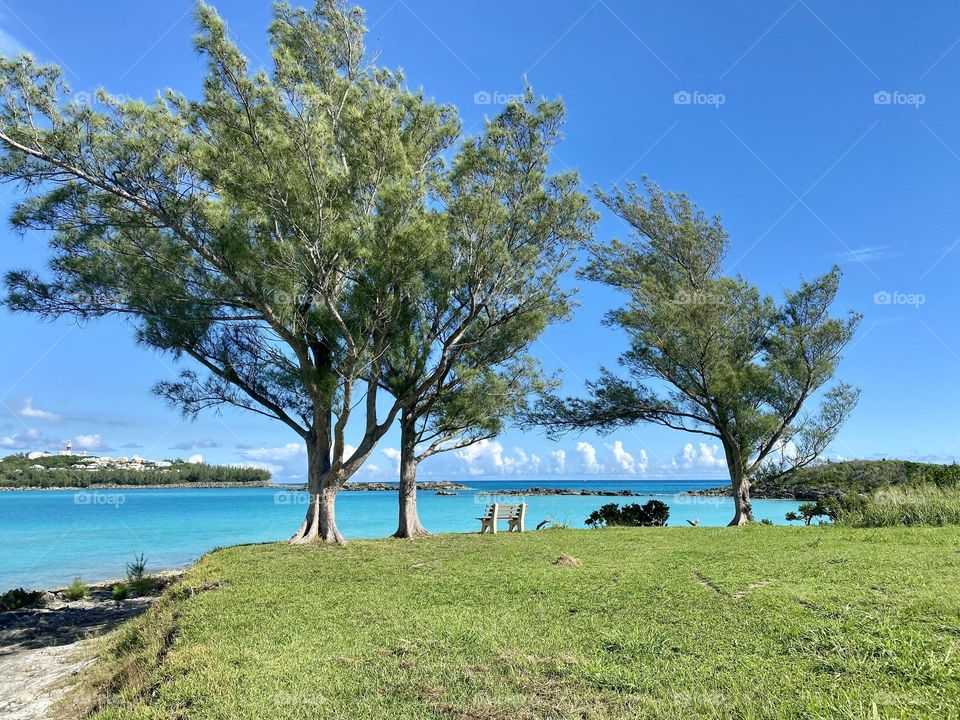 Trees and a bench overlooking a beach in Bermuda 