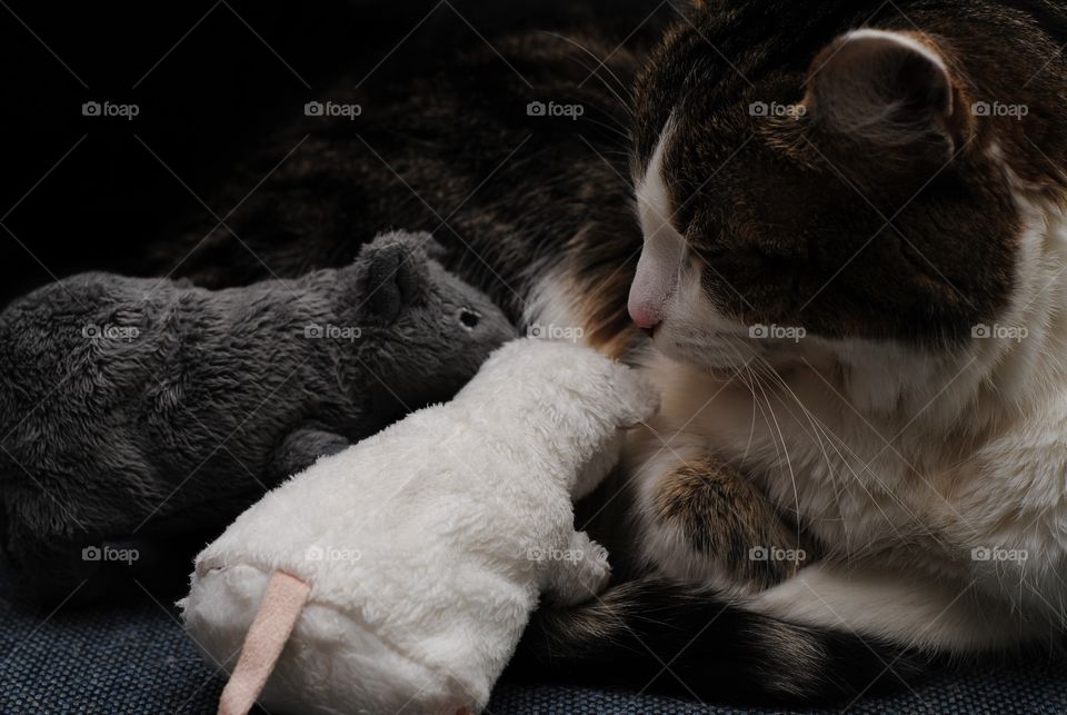 Common cat, white and gray plush mouse
