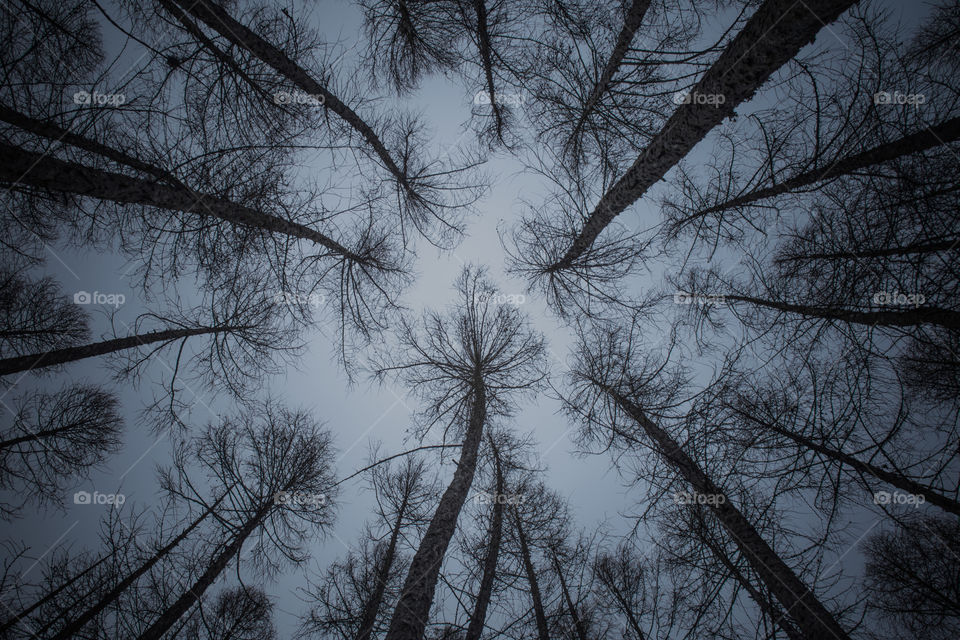 Low angle view of bare trees against sky .