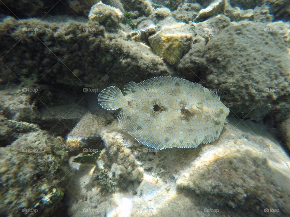 Flounder