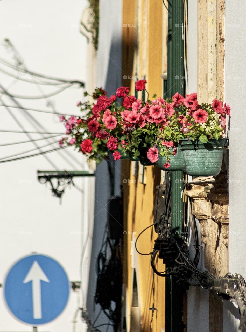 Pink and red petunias growing up high in pots on the side of a building 