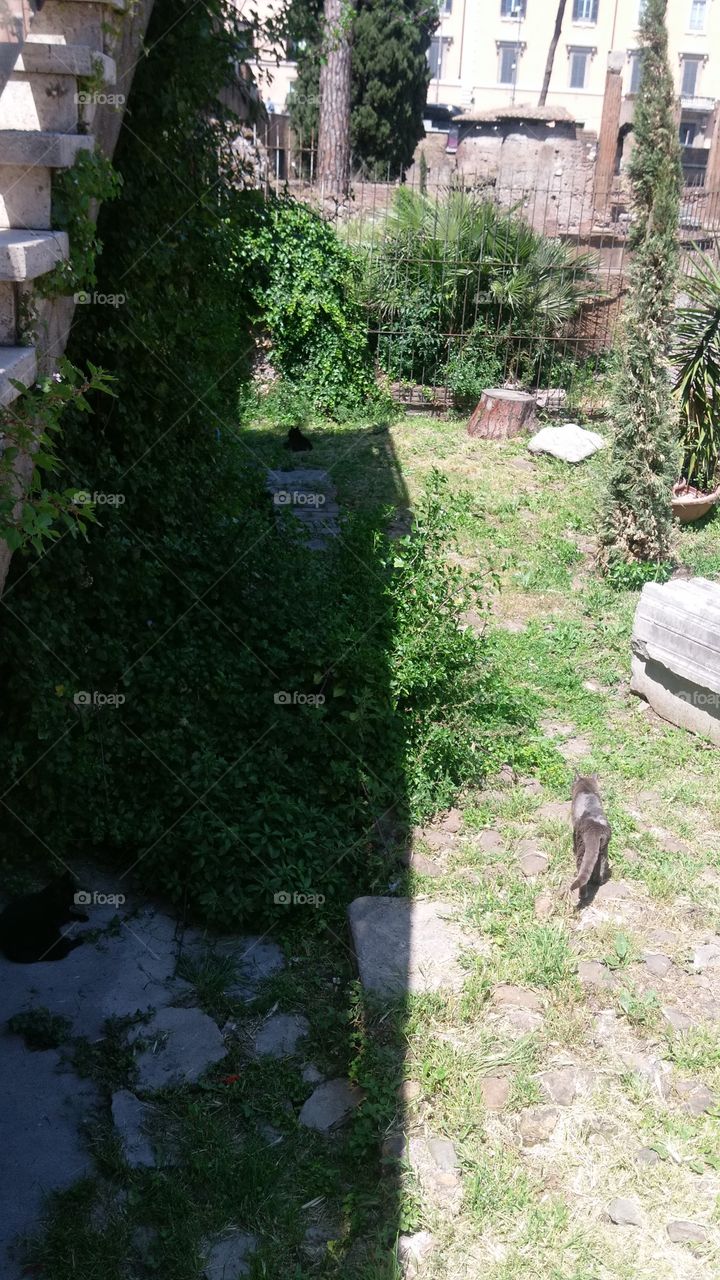 cat sanctuary Rome