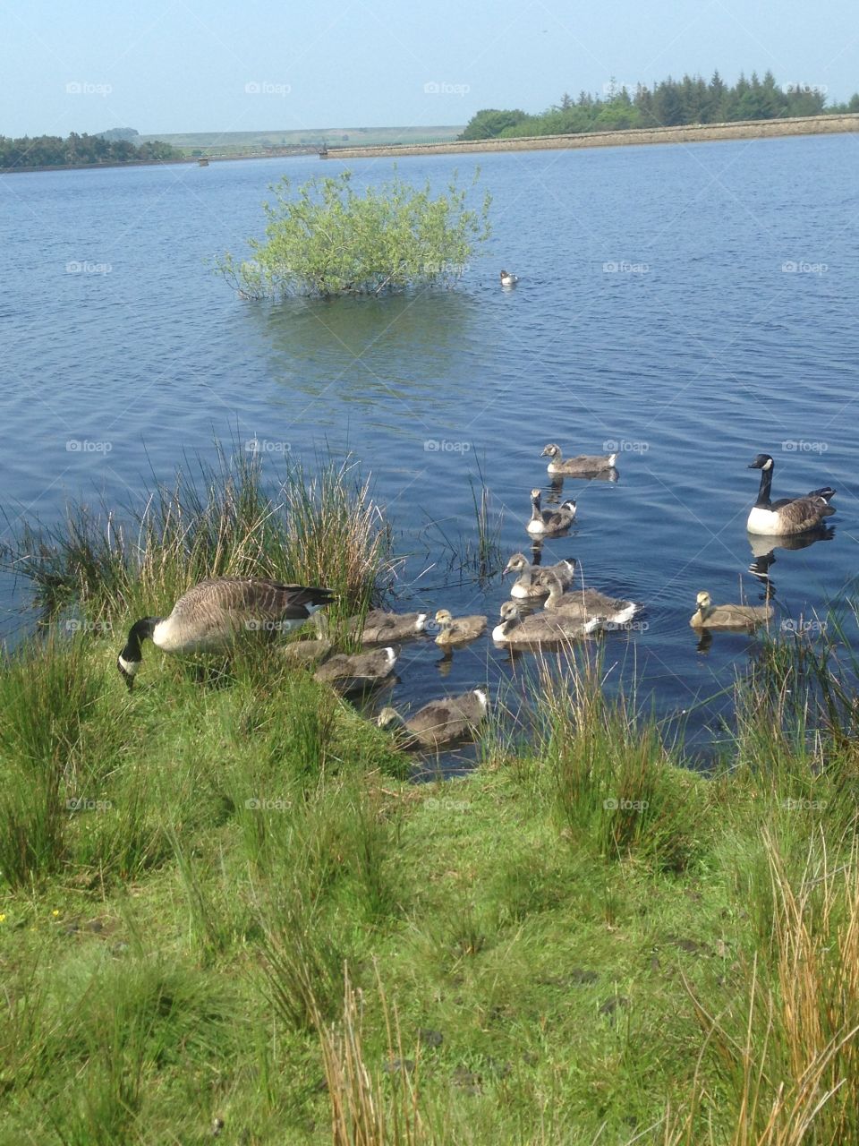 Canadian goose family