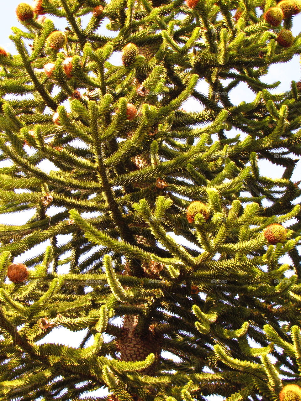 Araucaria araucana