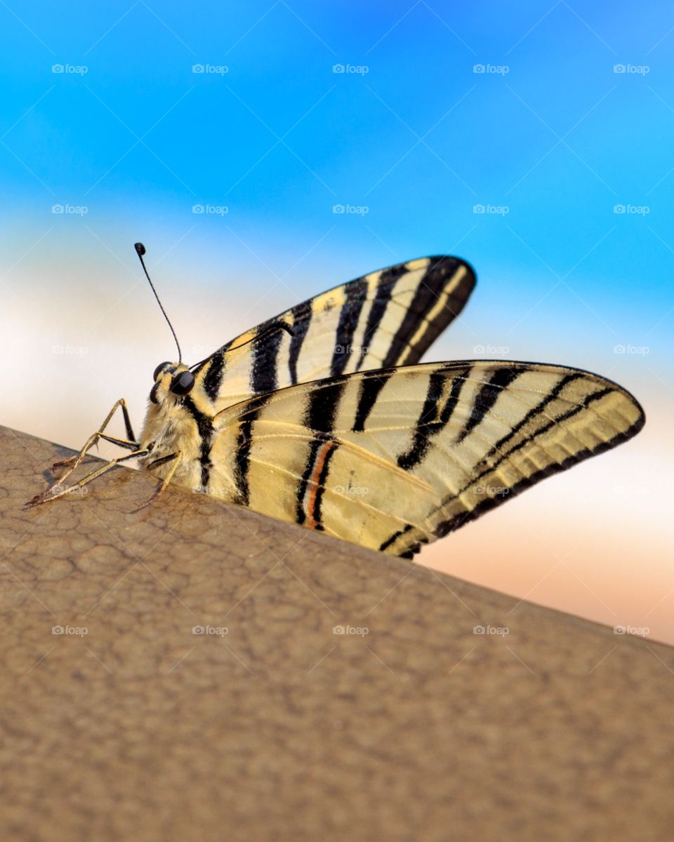 Beautiful swallowtail butterfly perched in a railing in a background of sky