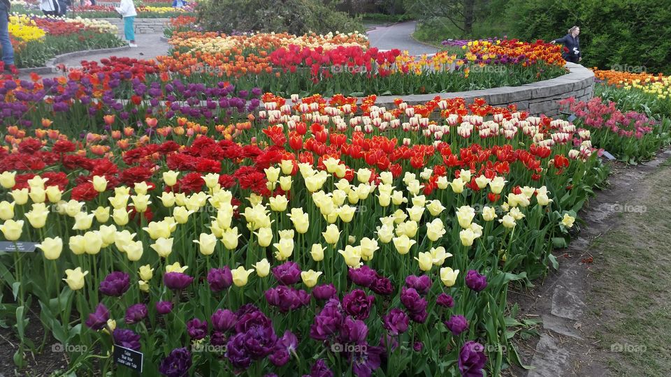 beautiful tulips at the arobetum