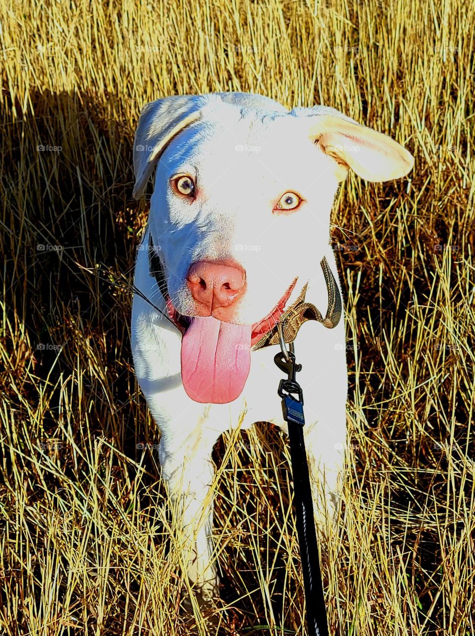 Hello, my name is Bear