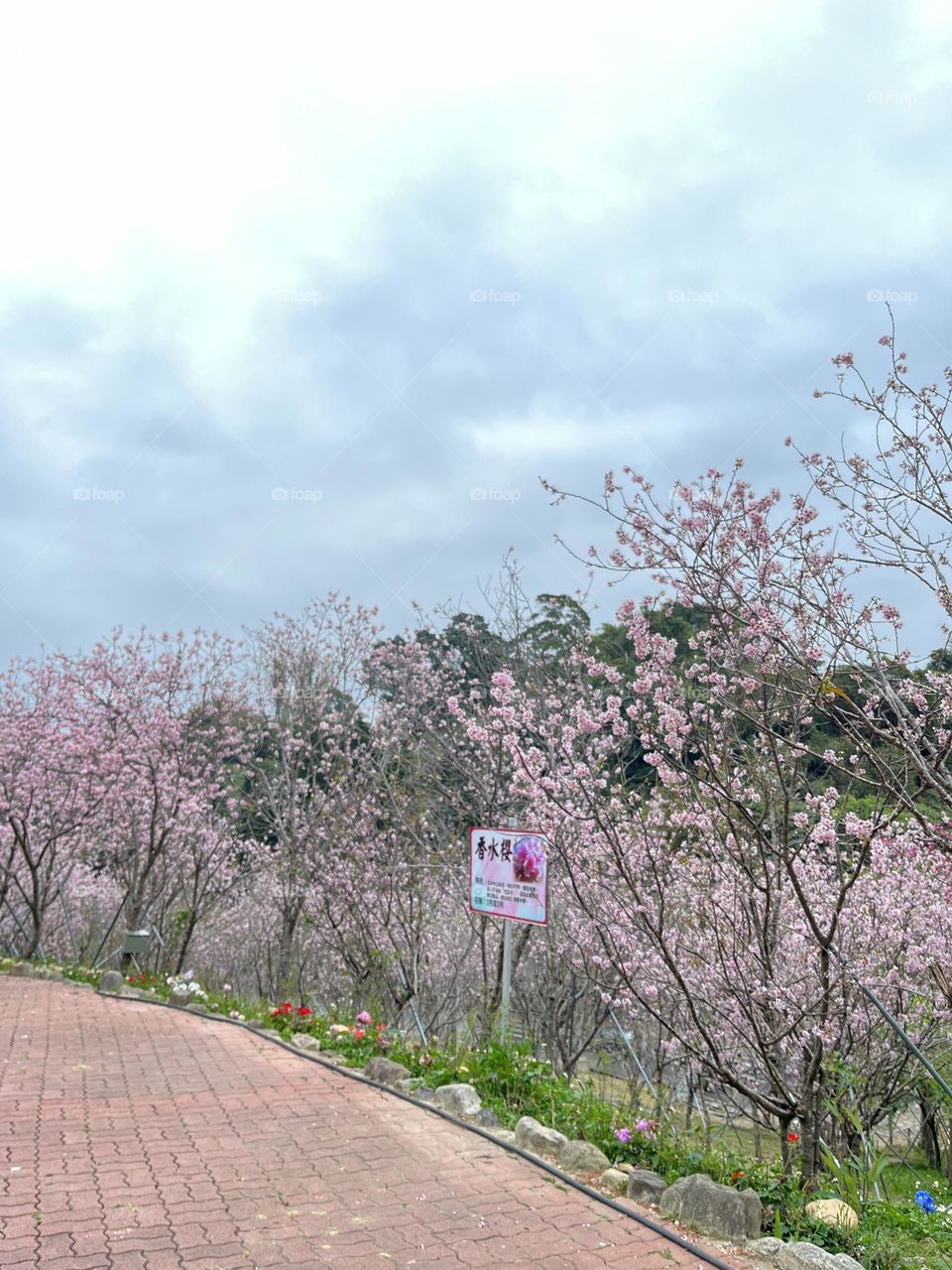 The cherry blossoms on both sides of the pathway bloom in the wind, as if walking into a cherry blossom tunnel, like a fairyland, which is intoxicating.