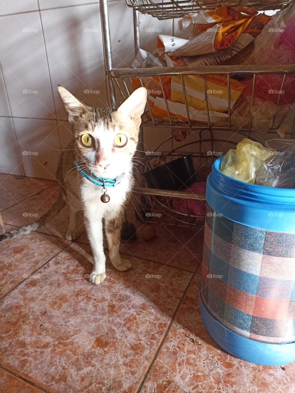 vegetable rack with me as if I am going to hide myself.