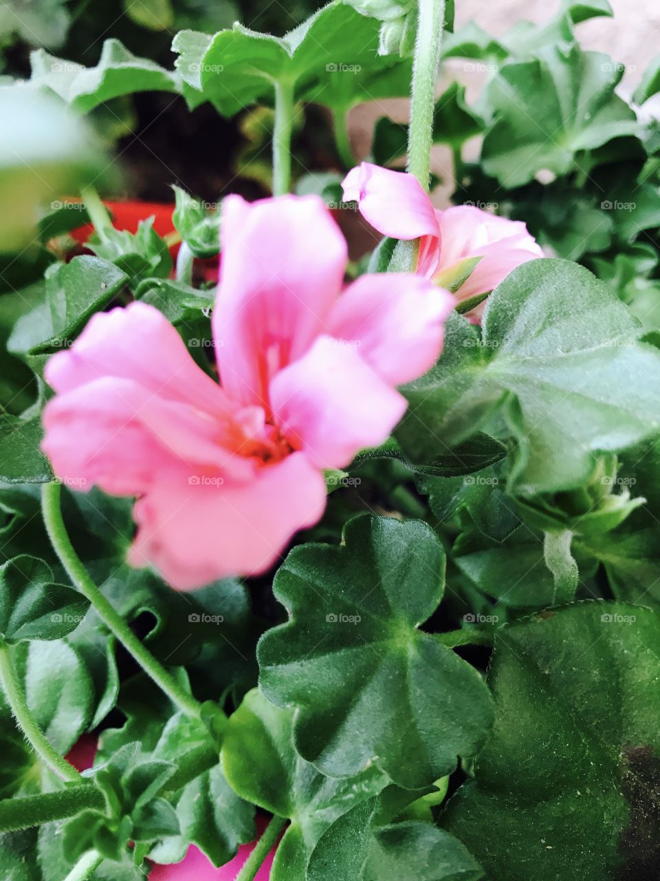 Pink flowers, garden flowers, beautiful, bouquet, wedding 