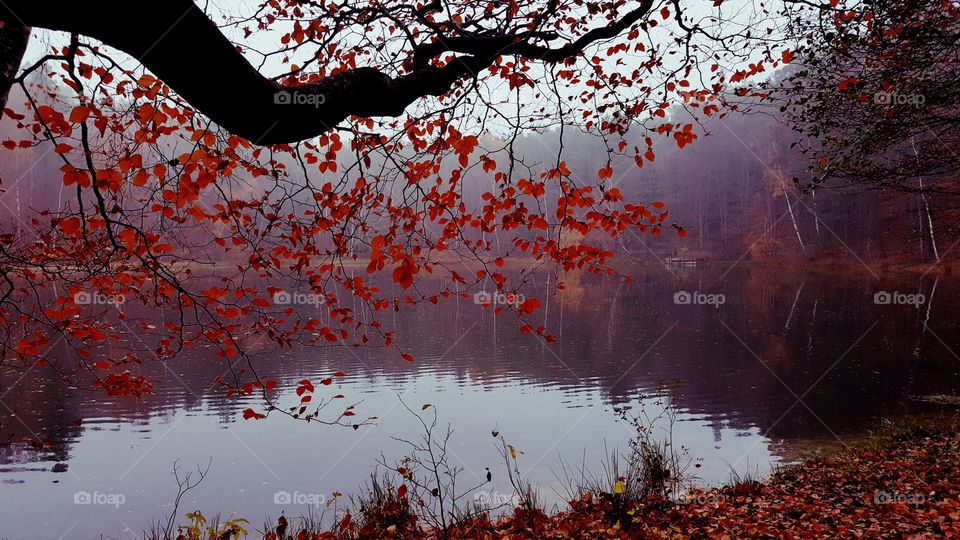 Foggy autumn afternoon at the lake.