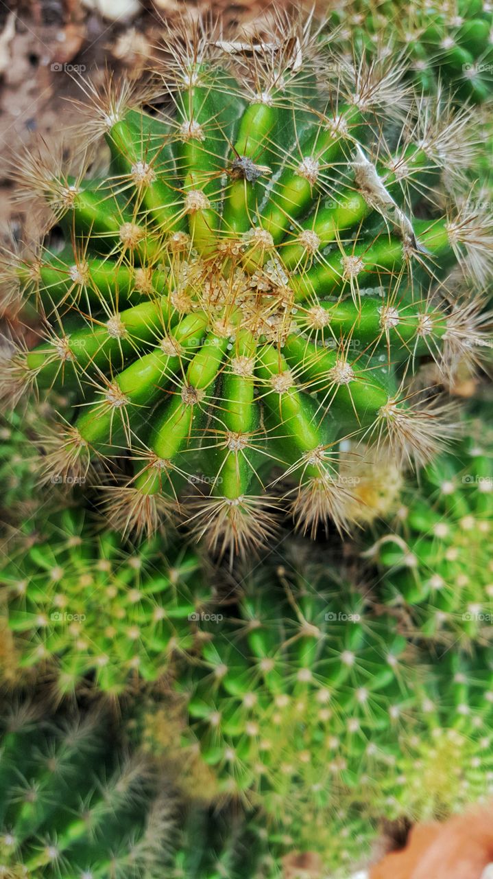 cactus