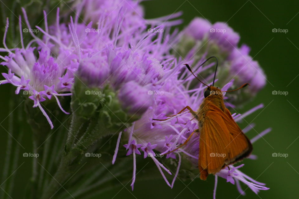 orange moth on purple flowers