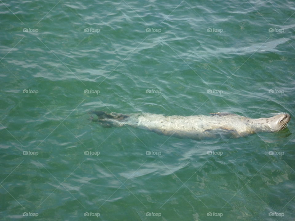 Seal in water