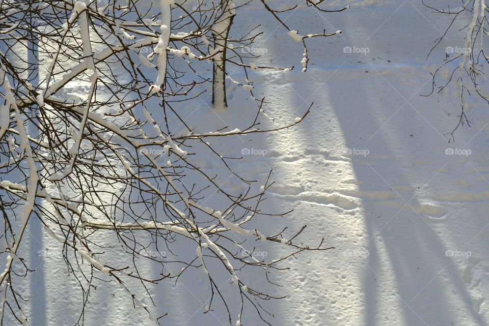 Winter, Snow, Nature, Cold, Tree