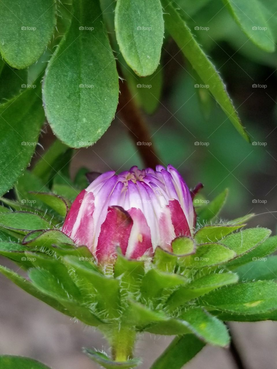 Bud of a colorful new flower