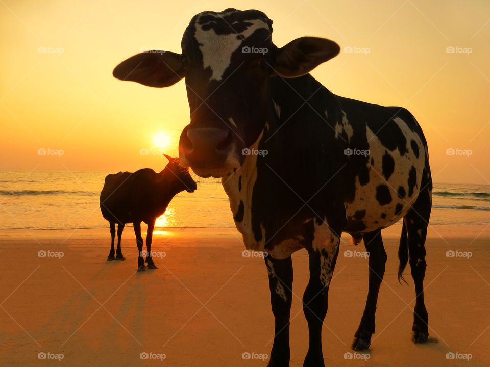 Cows On The Beach At Sunset 