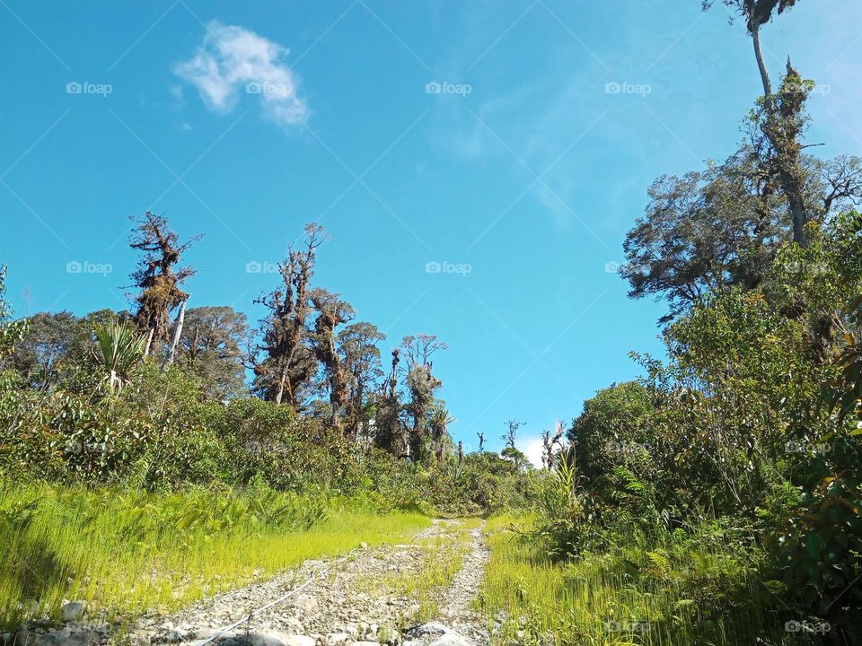 The trans highway in the highlands of West Papua🌲🌴🌱