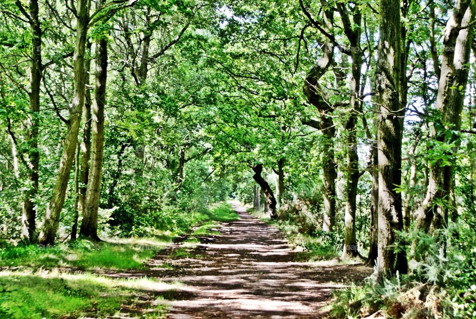 Trees and path