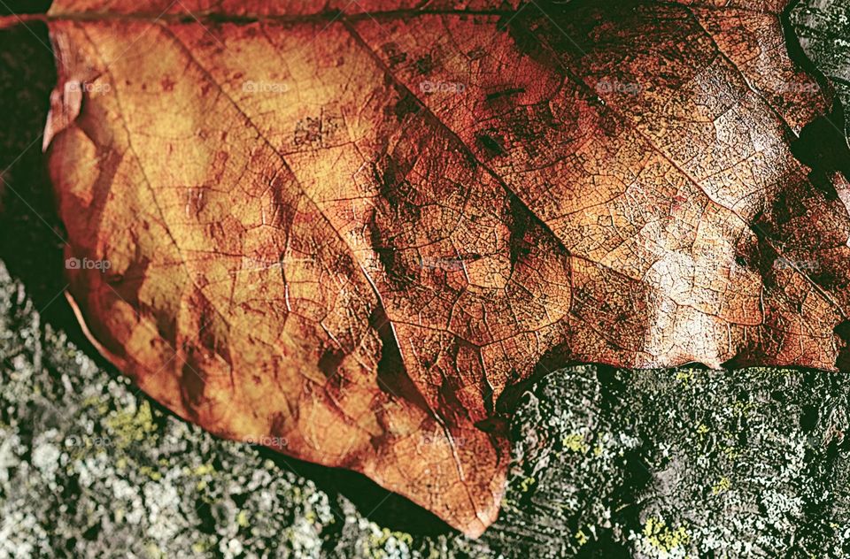 Portrait Of A Fall Leaf, Leaves Changing Color, Macro Shot Of A Leaf, Nature Closeup, Leaves In The Fall, Autumn Leaves In The Forest, Intricately Designed Leaves, Nature’s Veins 