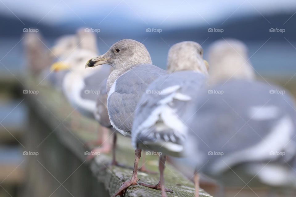 Seagulls in a row 