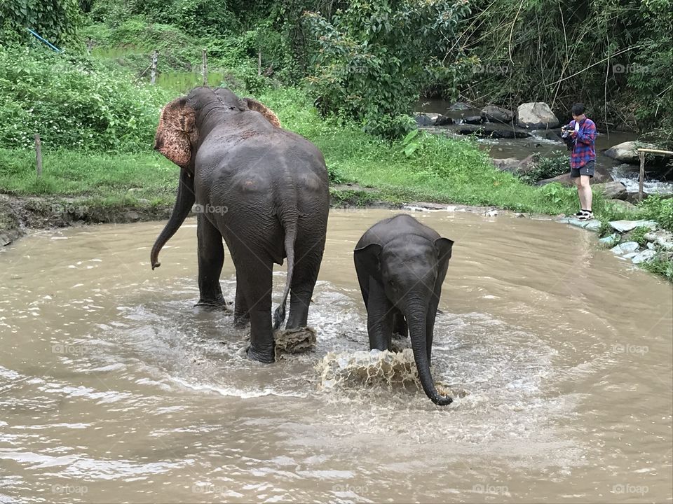 Play time! Two elephants cool off in the water. Chiang Mai, Thailand. 