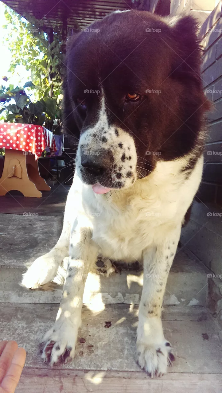 dog