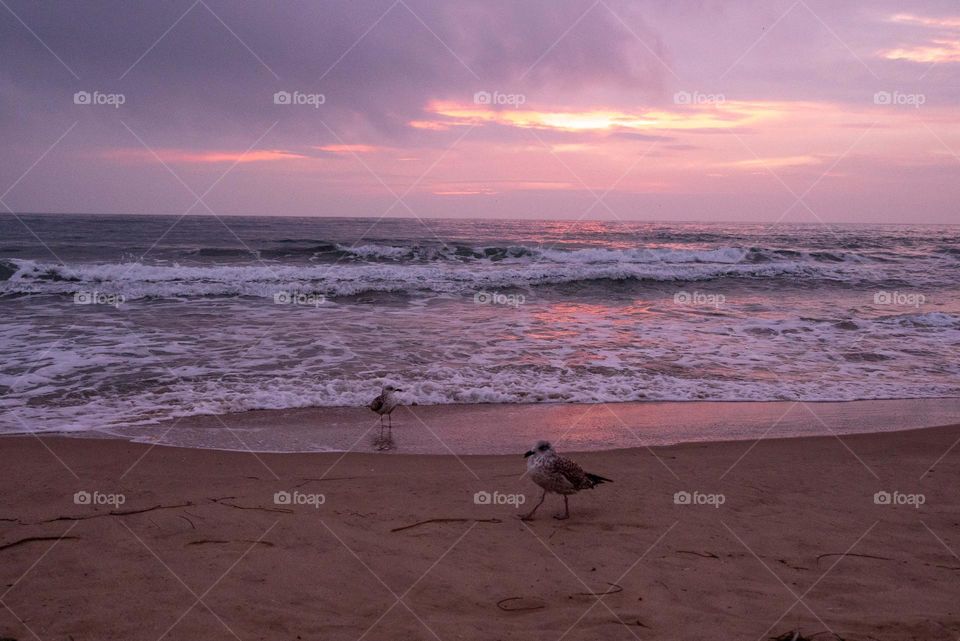 Mission Birds&Bees - Nature in Motion