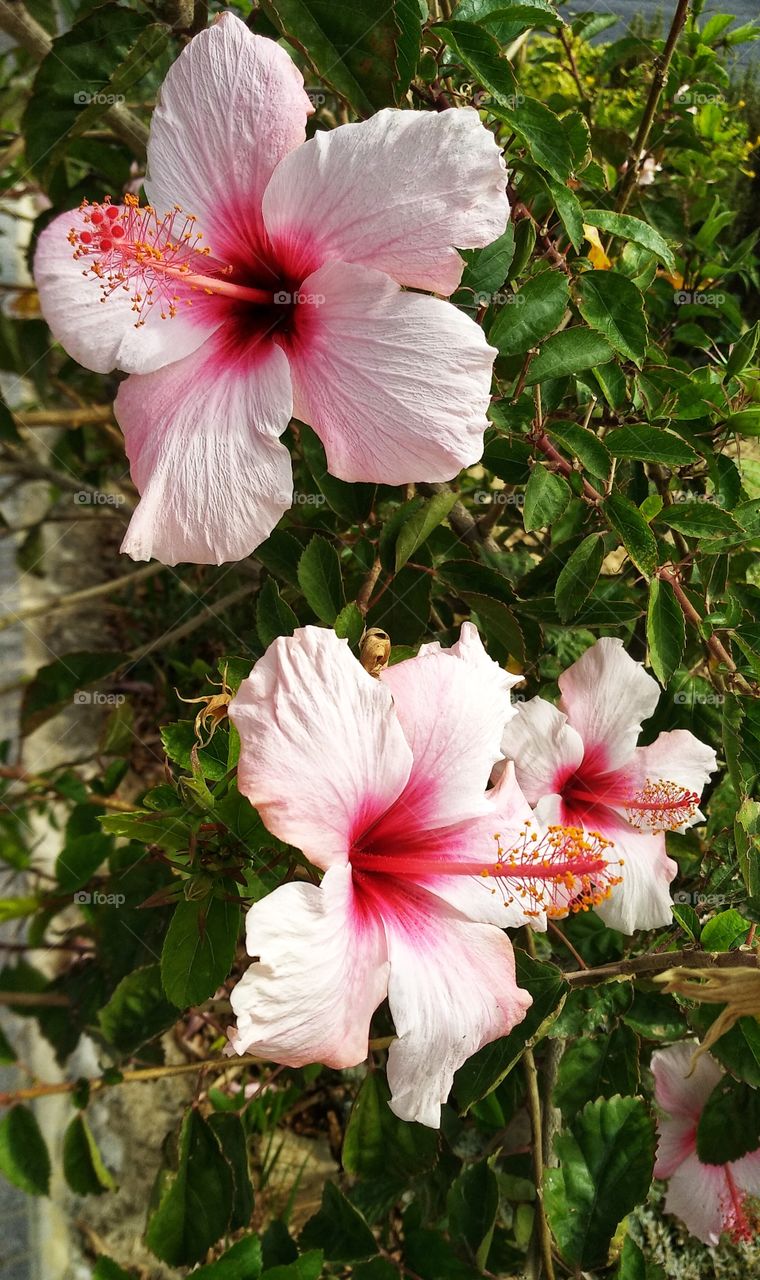 hibiscus pink flowers