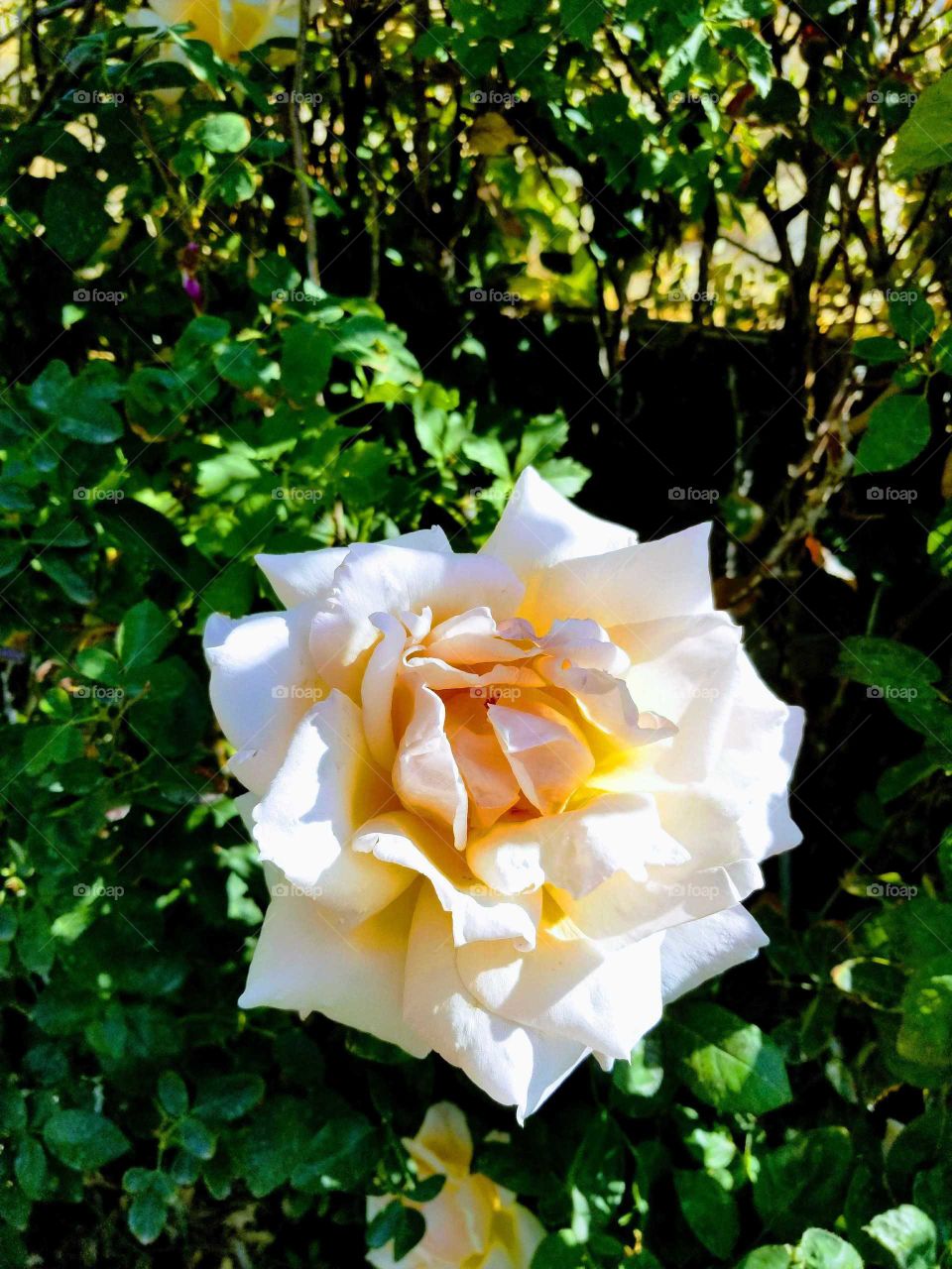 a photo of a rose in full bloom in the summer