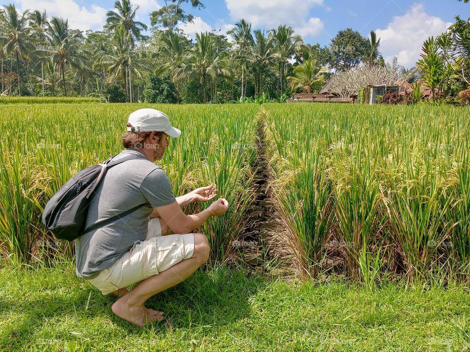 barefoot man sitting in corn field caressing leaves and ears of corn