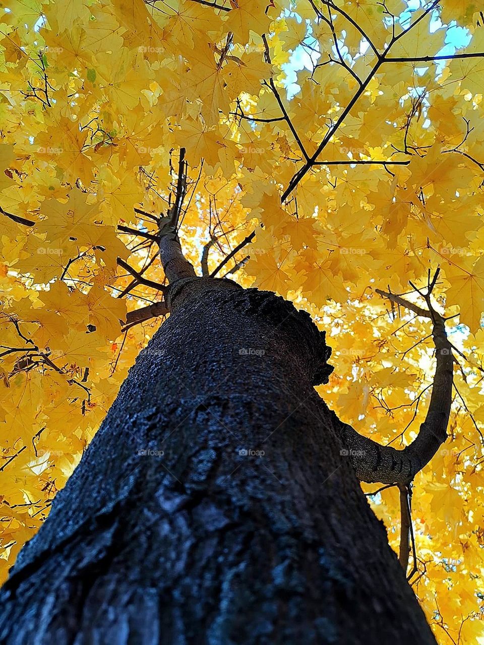 Autumn tree. Bottom view. The black trunk and branches of the tree in the form of hands hold the yellow crown of foliage. Atlant tree