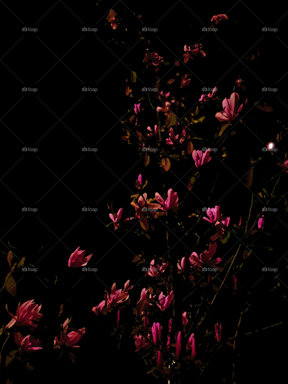pink flowers in late night